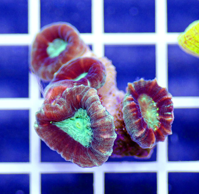 Australian Ultra Caulastrea