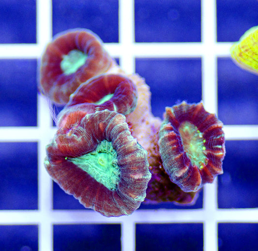Australian Ultra Caulastrea