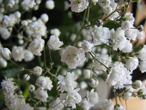 Baby's Breath Flower Essence,Gypsophilia paniculata (eleganes)