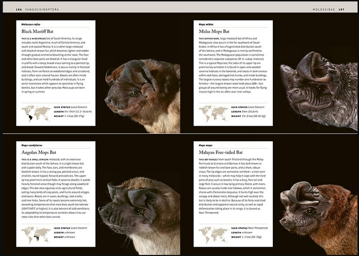 Bats: An Illustrated Guide to all Species