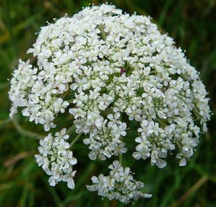 Carrot Flower