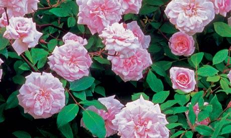 Cecil Brunner, Antique Rose Essence Sweetheart Rosa chinensis, 1881
