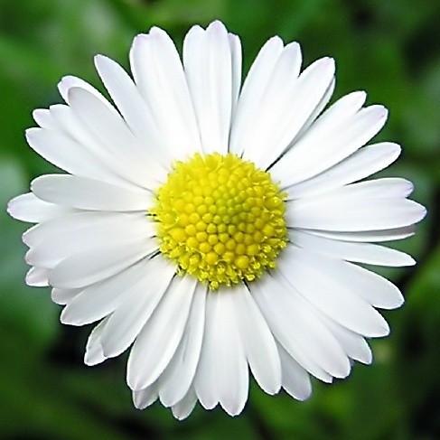 Chamomile, German, Matricaria chamomilla Flower Essence