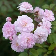 Champney's Pink Cluster, Antique Rose Essence, Rosa chinensis x Rosa moschata