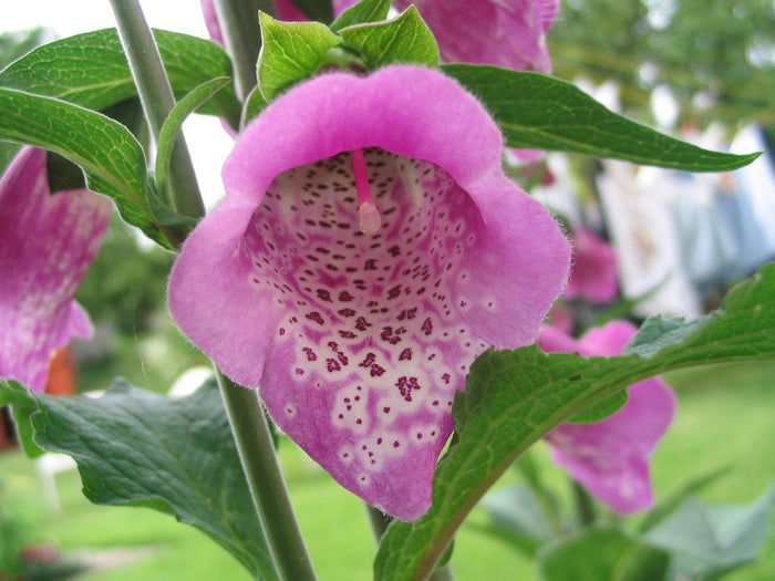 Foxglove, Digitalis pupura, Flower Essence