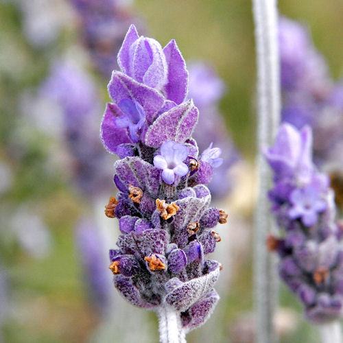 French Lavender, Lavendula Provence, Flower Essence
