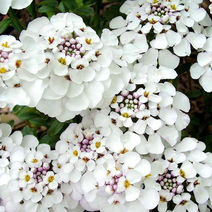 Iberis Candytuft, Sempervirens, Flower Essence