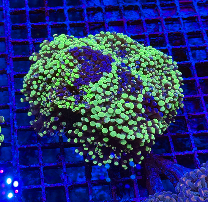 Indonesian Green and Purple Branching Hammer 6+ Heads XLG