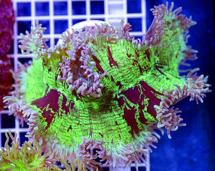 Indonesian Premium Bloodl River Elegance Coral Catalaphyllia