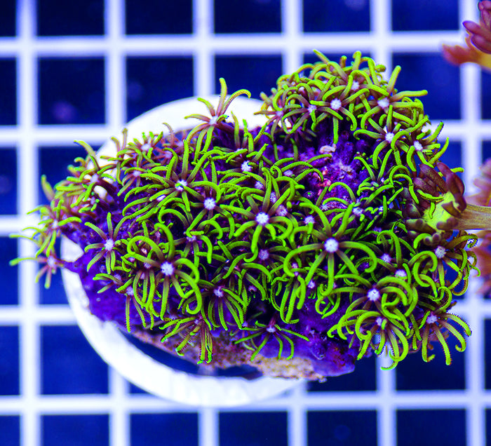 Indonesian Premium Green Star Polyps