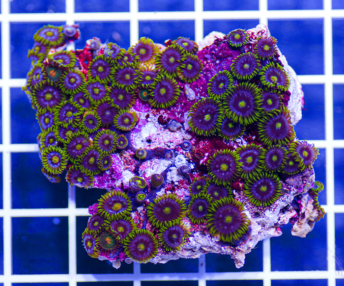 Indonesian Premium Midnight Sun Zoanthids