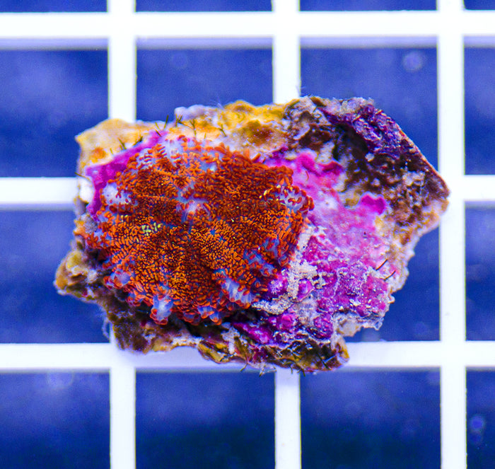 Indonesian Premium Orange Fuzz Mushroom