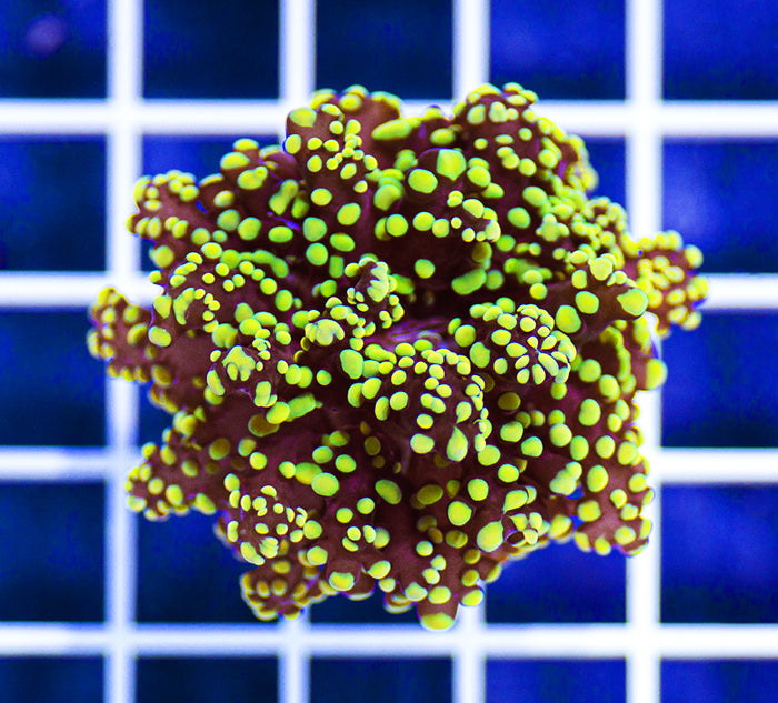 Indonesian Premium Orange Zest Branching Frogspawn Euphyllia