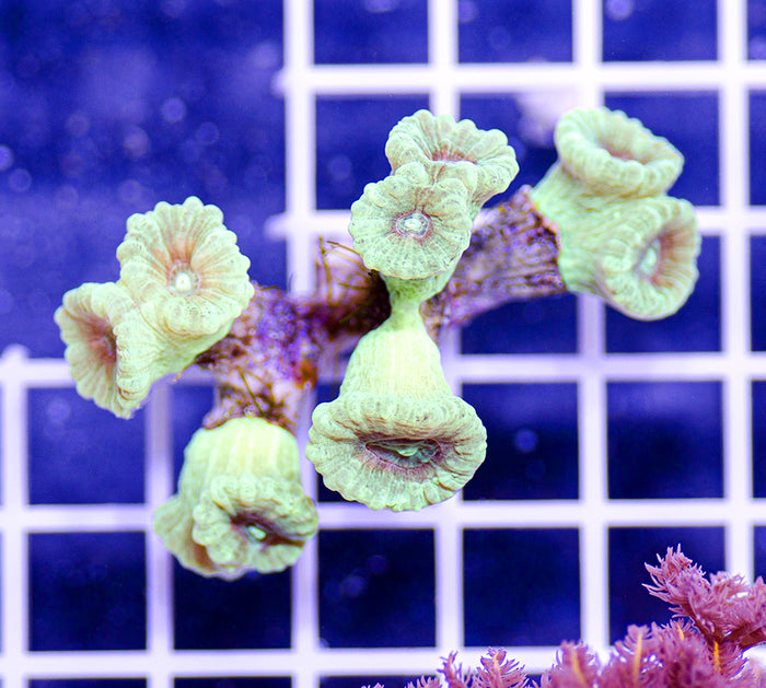 Indonesian Ultra Caulastrea
