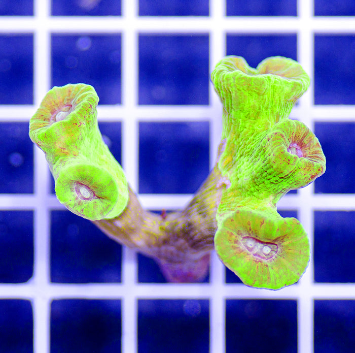Indonesian Ultra Caulastrea