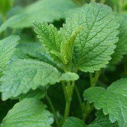 Lemon Balm (Melissa) Natural Perfume