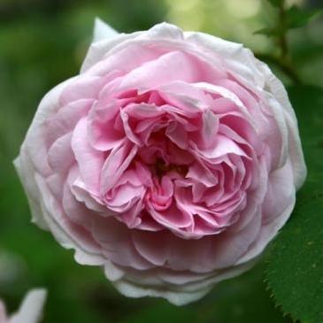 Madame Louis Levique Antique Rose Essence, Rosa centifolia mucosa
