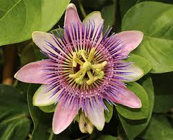 Passionflower Tincture
