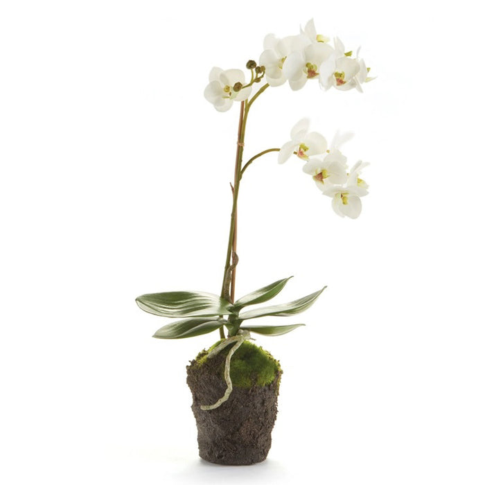 The PHALAENOPSIS ORCHID DROP IN 17 by NAPA HOME AND GARDEN is a lifelike white orchid with green leaves and exposed roots in a mossy soil ball—an easy, maintenance-free décor accent for any interior space.