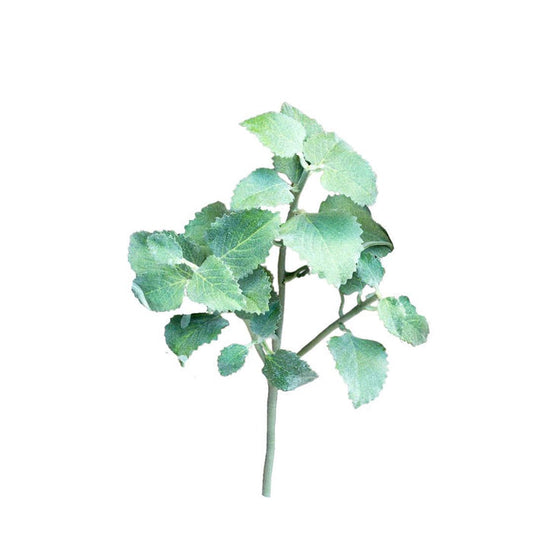 The PARK HILL COLLECTION STEM CRAFTED SPEARMINT features a single green leafy branch with multiple textured, realistic leaves, beautifully crafted and isolated on a white background.