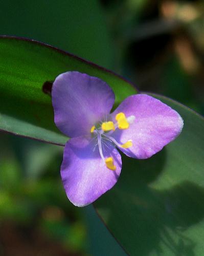 Wandering Jew, Purple Heart,Setcreasea purpurea, Flower Essence