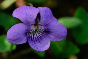 Wild Wood Violets, Viola odorata, Flower Essence